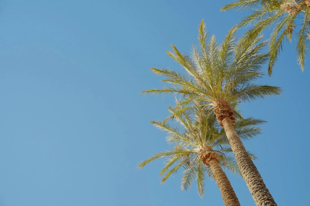 1979 by Craig Bergonzoni - Image 1