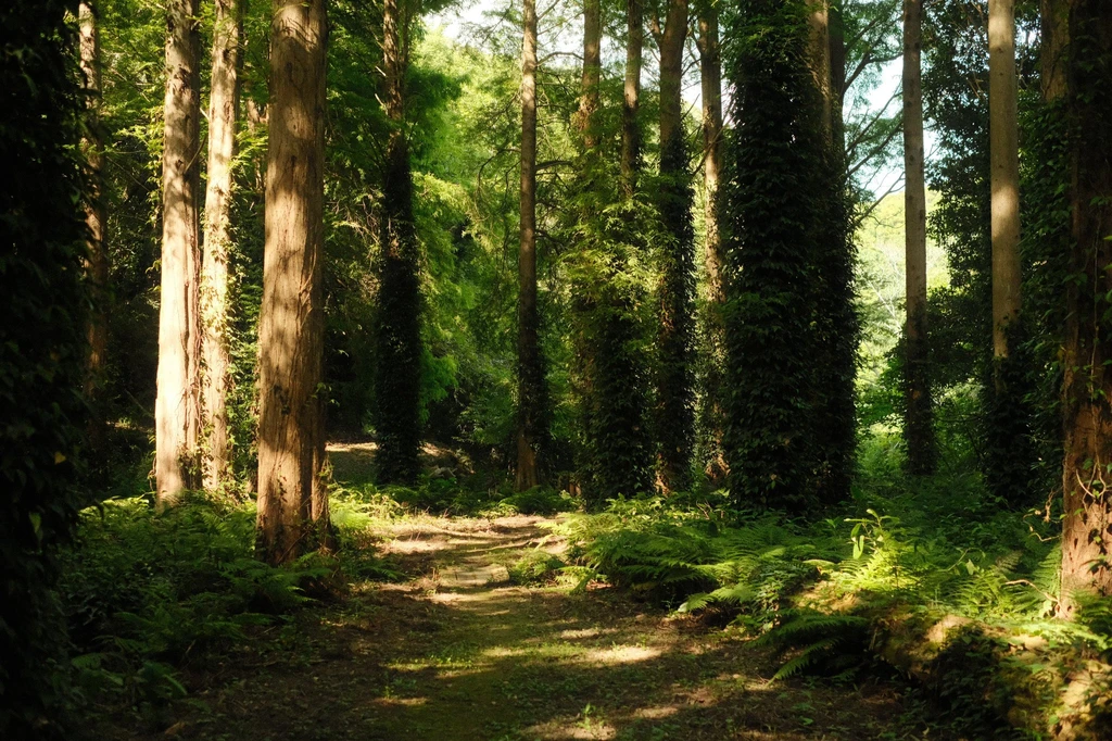 Nostalgia Neg Like - Image 2