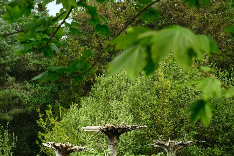 Nurture Nature by Ross - Image 1