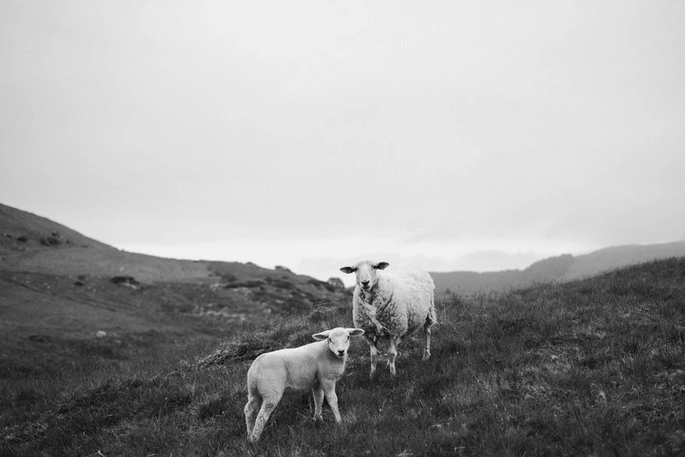 XP2 Electro by Ross - Image 3