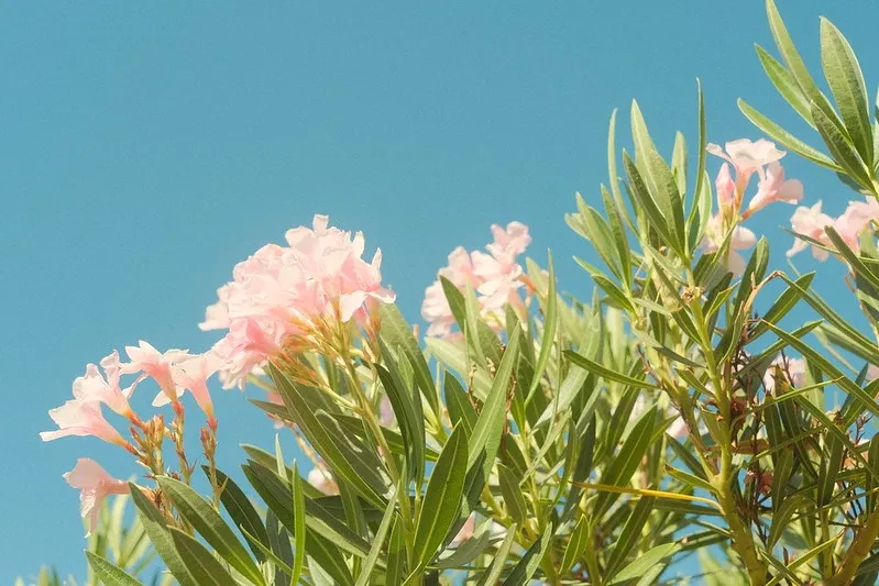 Bright Kodak - Image 2