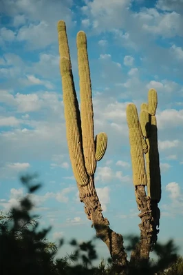 Classic Kodak - Image 2