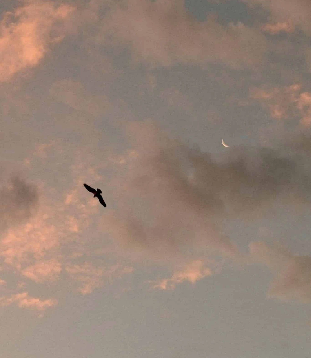 Coastal Chrome - Image 3