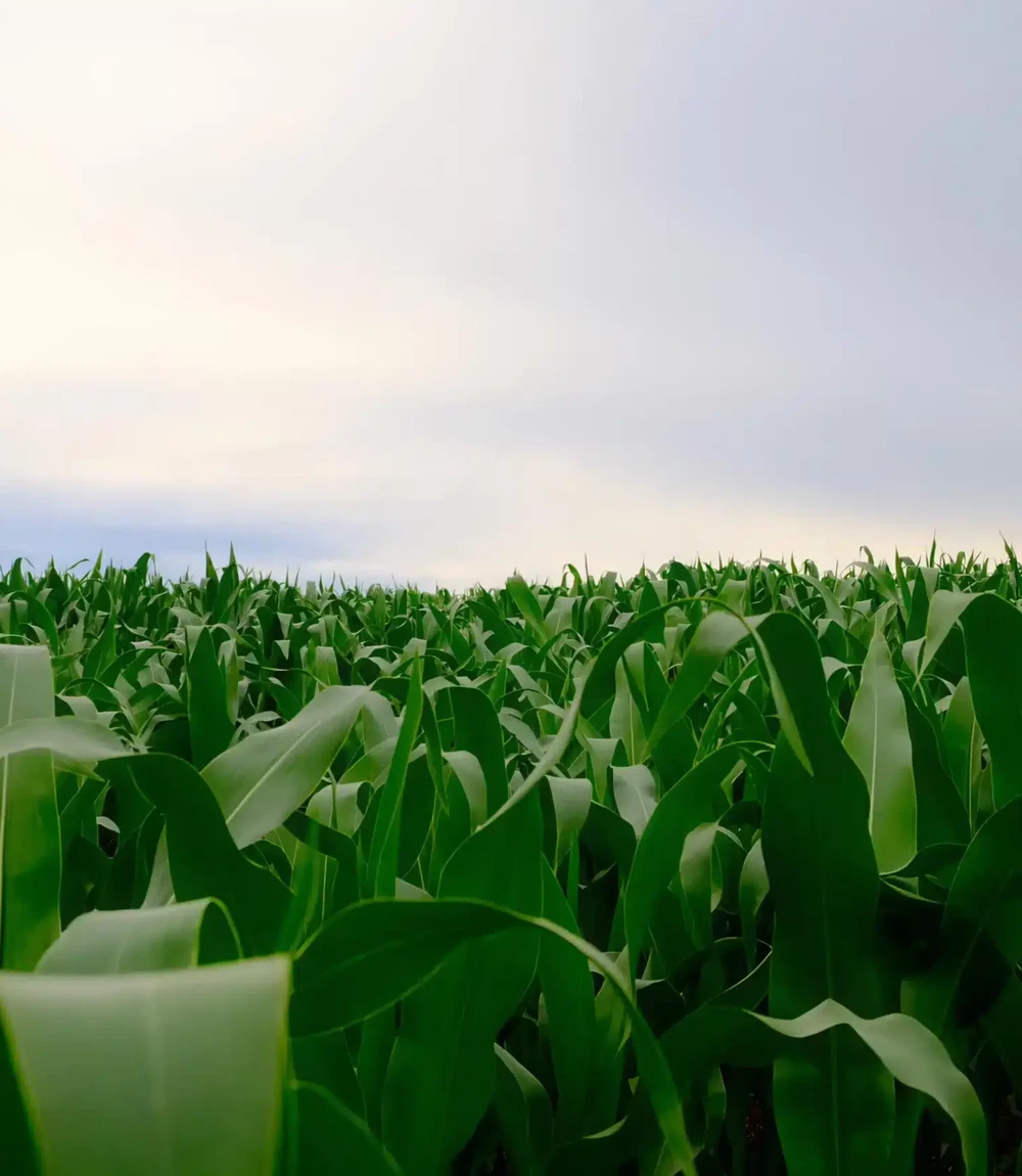 Overcast Velvia - Image 1