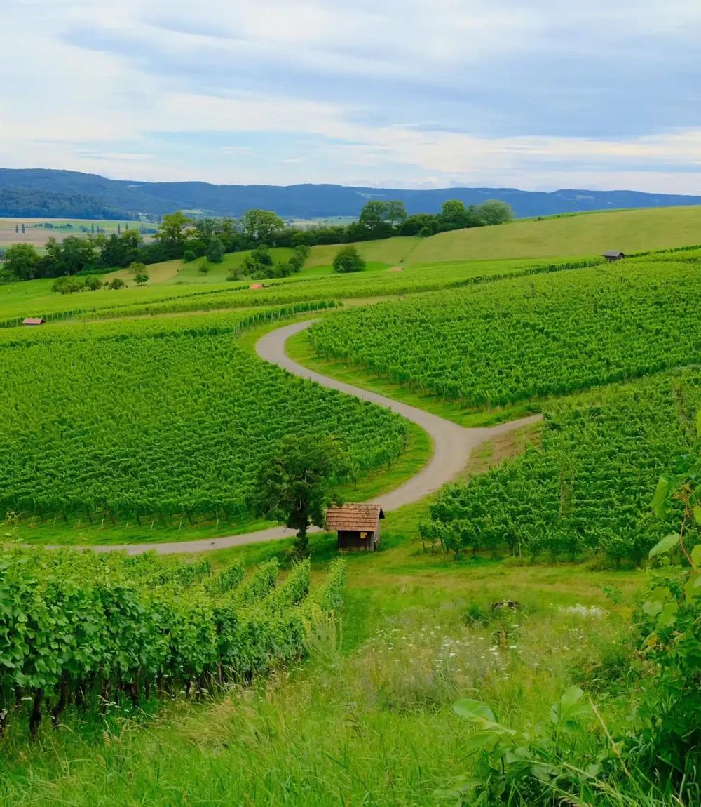 Overcast Velvia - Image 2