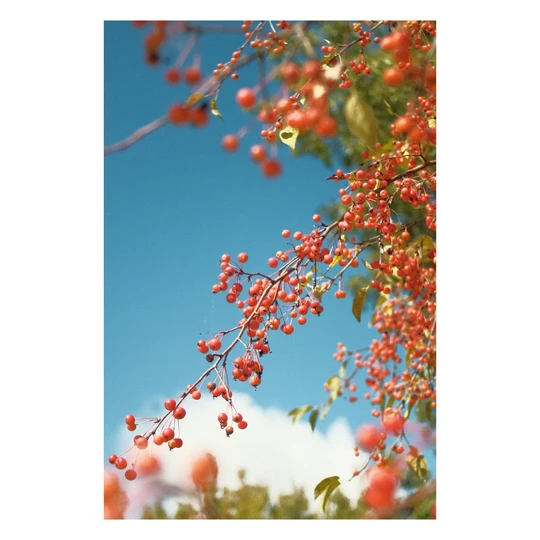 Vintage Kodachrome - Image 1